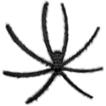 Halloween black spider isolated on transparent background png