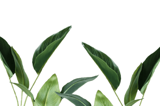 Leaf png download transparent background download