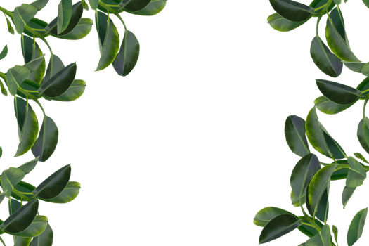 Leaf png download transparent background download