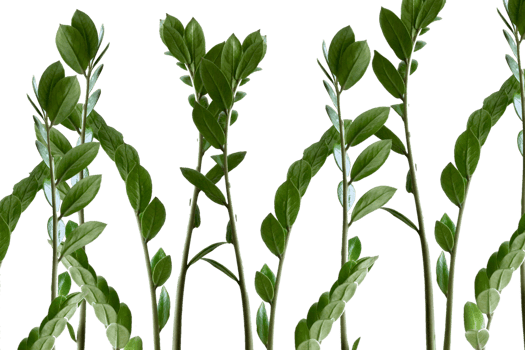 Leaf png download transparent background download