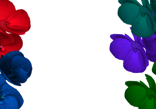 flower png download in hd