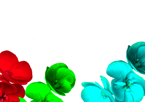 flower png download in hd