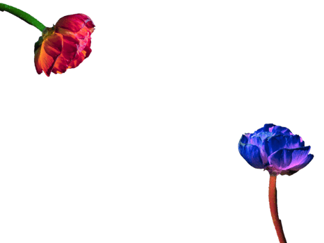 flower png download in hd
