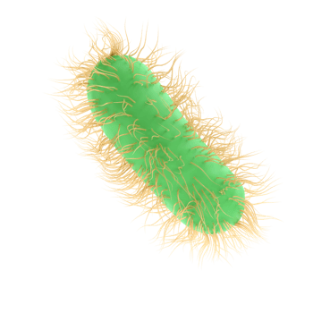 3d render illustration Escherichia Coli of Pathogenic bacterium bacteria medicine, salmonella typhosa with flagella microscopic view in fluid. Medical virus, scientific concept with microbe and germ png