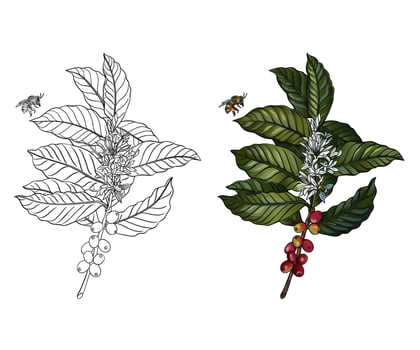 Botanical hand drawing coffee with bee vector illustration
