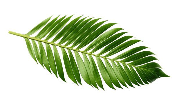 Beautiful and photorealistic palm leaf on transparent background. Close-up view. Part of plant. Cut out graphic design element as PNG. Generative AI. png