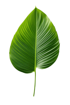 Beautiful and photorealistic leaf on transparent background. Close-up view. Part of plant. Cut out graphic design element as PNG. Generative AI. png