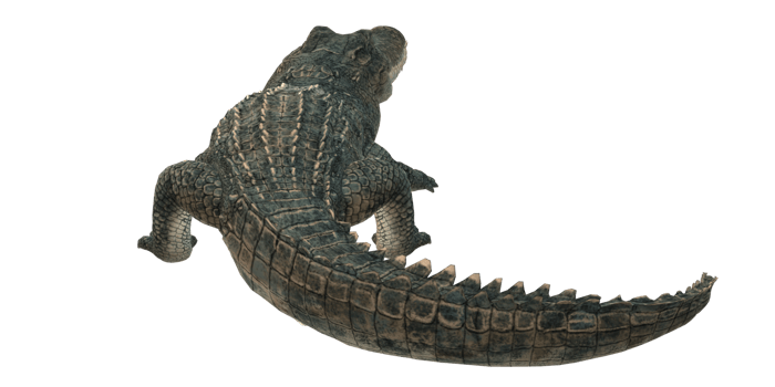 Alligator isolated on a Transparent Background png