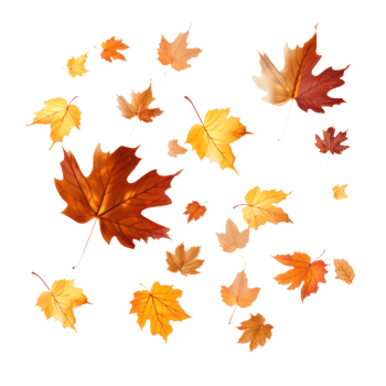 Autumn falling leaves isolated png