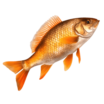 Colorful fish isolated png