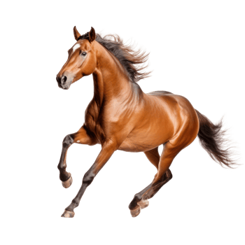 Brown horse run gallop isolated png
