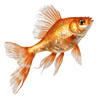 Colorful fish isolated png