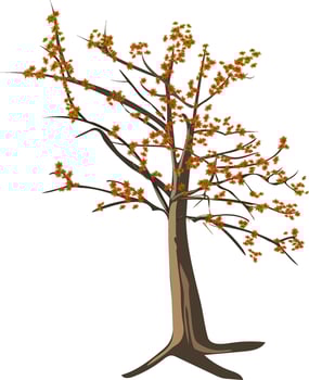 Asian Tree Shimul Gach vector