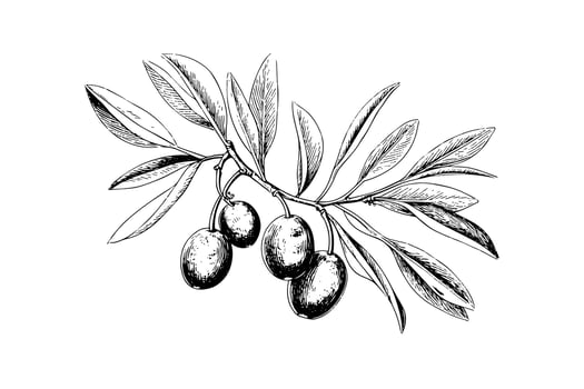 Olive brunch in engraving style element for poster, collage, banner. Vector illustration.