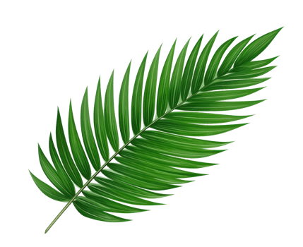 Green palm leaf isolated png