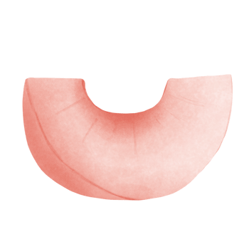 Peach fruit slice Illustration png
