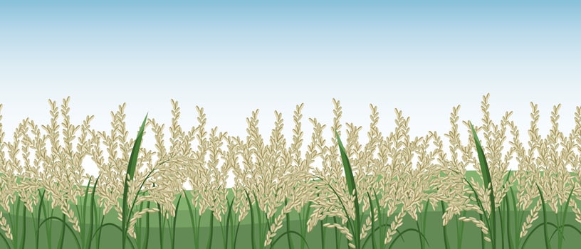 Spikelets of rice, rice field against the sky. Seamless horizontal border. Vector