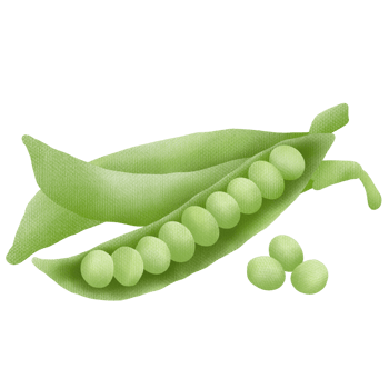 Hand drawn green peas drawing png