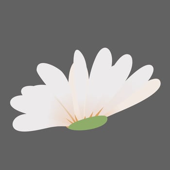 Daisy Flowers Decoration vector