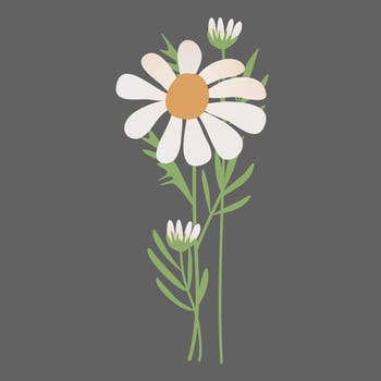 Daisy Flowers Decoration vector