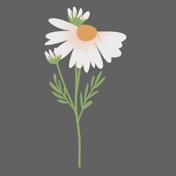Daisy Flowers Decoration vector