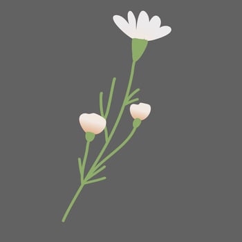 Daisy Flowers Decoration vector