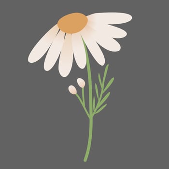 Daisy Flowers Decoration vector