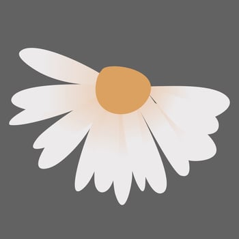Daisy Flowers Decoration vector