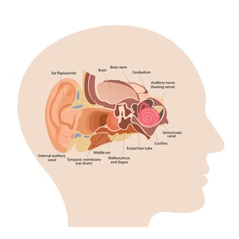 Anatomy of the human ear. The internal structure of the ears, the organ of hearing vector illustration. Human Sound Sensory Organs Medicine infographic