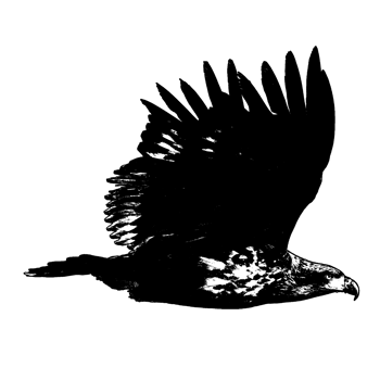 template icon eagle fly png