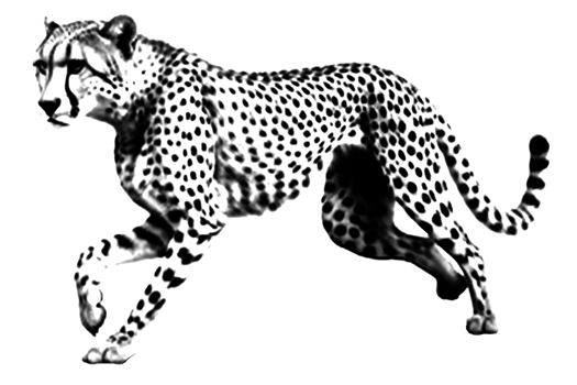 icon clipart cheetah animal wildlife png