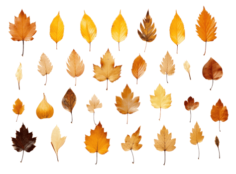 Autumn leaves collection png