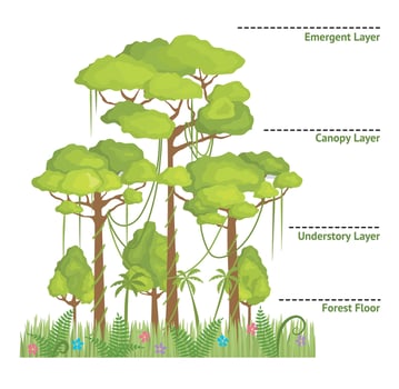 Cartoon Color Layers of a Rainforest Jungle with Name Concept Banner Poster Card. Vector