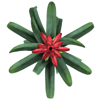 a red flower with green leaves on a transparent background png