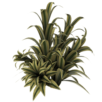 a plant with green leaves on a white background png