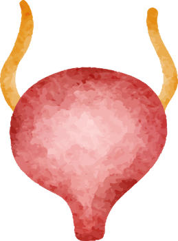 Watercolor Bladder Human Organ png