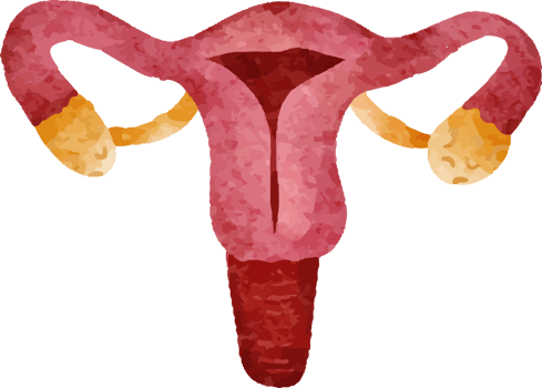 Watercolor Reproductive System png