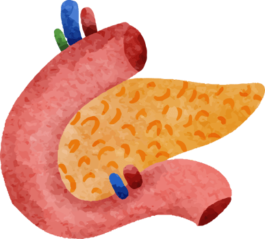 Watercolor Pancreas Human Organ png
