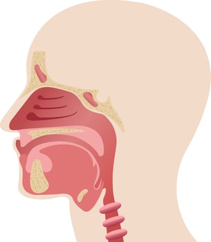 Longitudinal section of the diagram of the anatomy of the human nose vector
