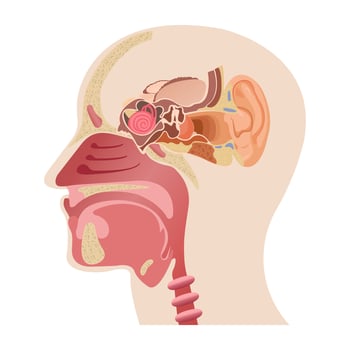 The middle part of the human head, the anatomy of the human nose, and the internal structure of the ears. Infographics of human sense organs and medicine vector