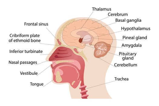 Longitudinal section of the brain, nose. Human anatomy. medical poster vector