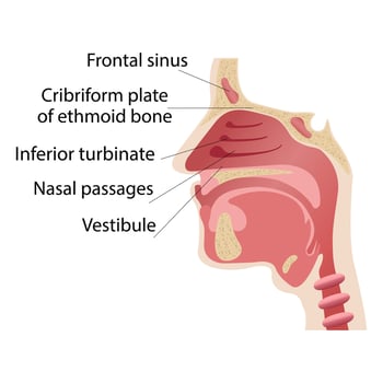 Longitudinal section of the diagram of the anatomy of the human nose vector