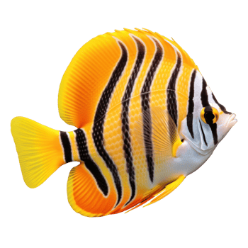 Vivid fish isolated png