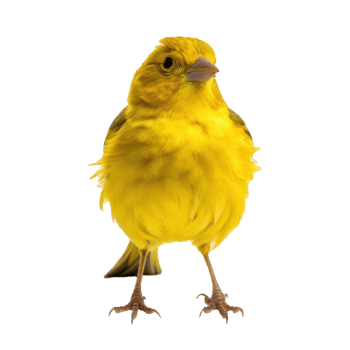 Yellow canary bird isolated png