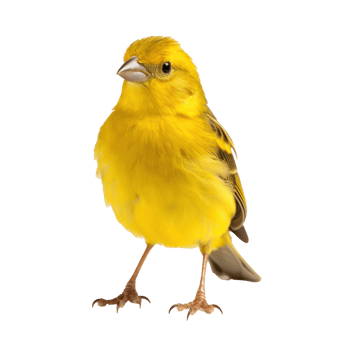 Yellow canary bird isolated png