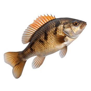 Vivid fish isolated png