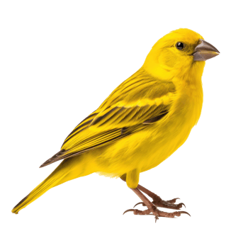 Yellow canary bird isolated png