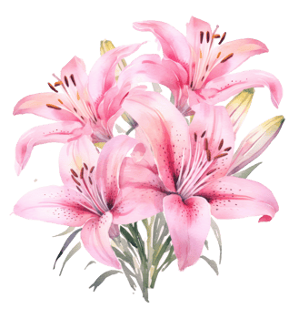 Watercolor pink lilly isolated png