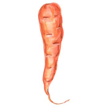 Watercolor drawing of carrot. Hand drawn illustration for design, decorating invitations and card, making stickers, embroidery, print packaging and textiles png