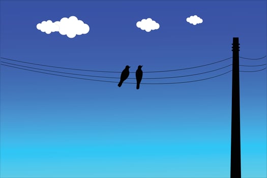 bird and sky art in illustrator . vector